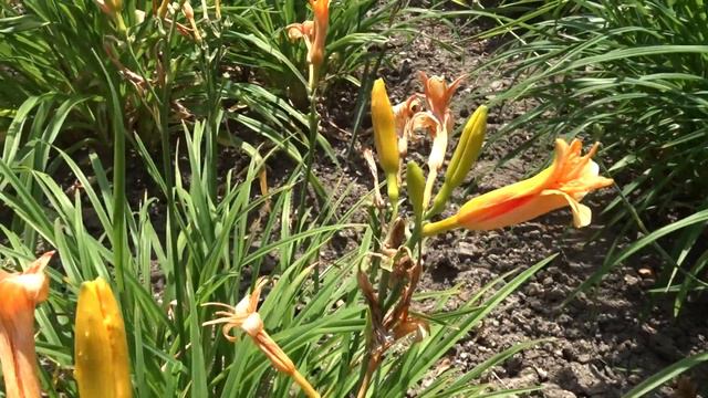 Hemerocallis var. Bertie Ferris смотреть онлайн
