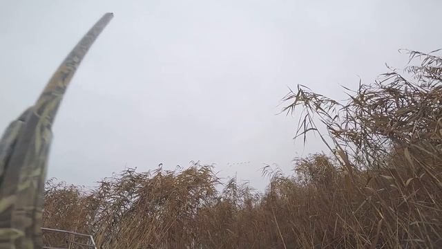 Пальба по гусям смотреть онлайн