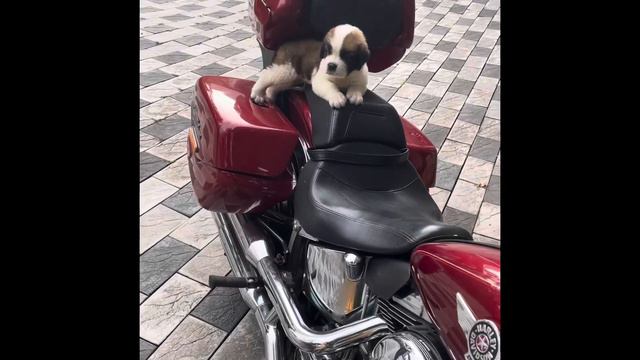 Saint Bernard Puppy on for a Ride смотреть онлайн