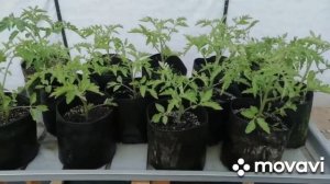 Как поливать правильно тканевый горшок GrowNic.Совет эксперта. Огород 21века