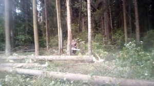 Валка леса, трелевка леса, лесоповал,, telling the forest,,, Walz week