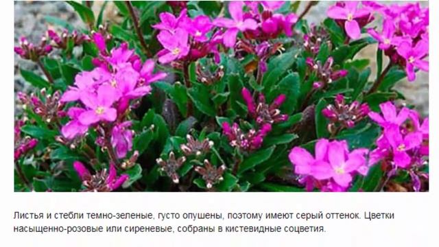РЕЗУХА ИЛИ АРАБИС ВИДЫ И СОРТА, УСЛОВИЯ ВЫРАЩИВАНИЯ смотреть онлайн