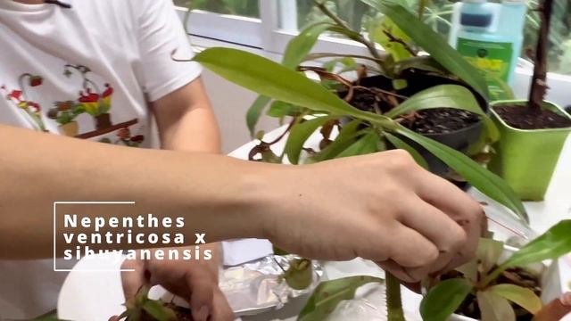 Ways To Propagate The Nepenthes (carnivorous Pitcher Plant) By Cuttings And Seed With Yudhistira