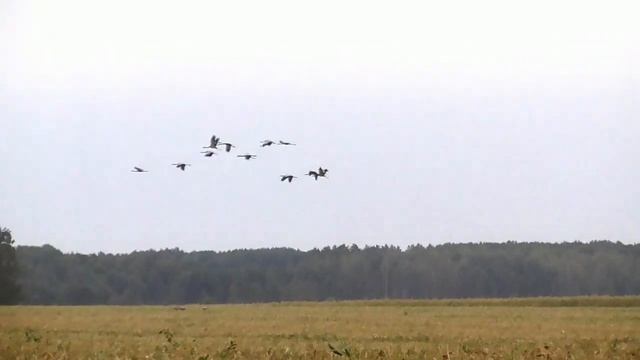 Журавли на полях смотреть онлайн