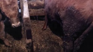 Сарай для быков