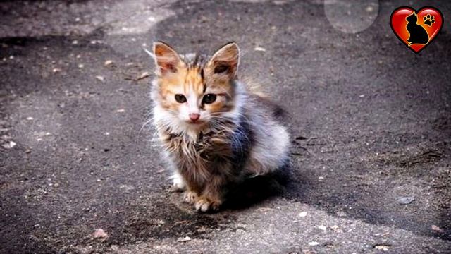 Очень Грустный Стих Про Бездомного Котенка! смотреть онлайн