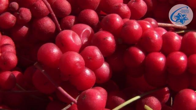 Schisandra chinensis – характеристика и выращивание китайского лимонника смотреть онлайн