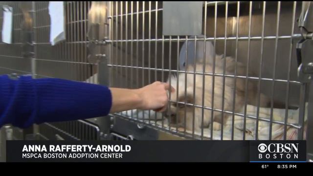 45 Purebred Ragdoll Cats Up For Adoption After Breeder Surrenders To MSPCA смотреть онлайн