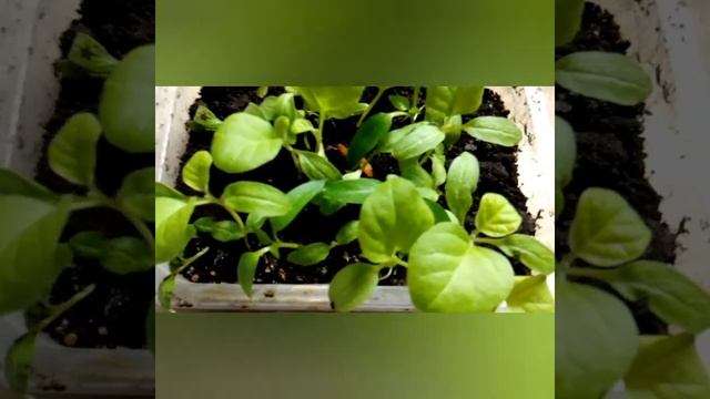 Выращивание баклажан/Сорт Алмаз/Описание Сорта смотреть онлайн