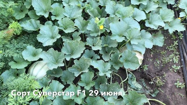Дыня.Лучшие сорта. Выращивание дыни