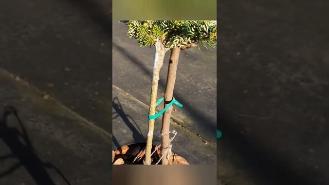 #хвоя #хвоя на штамбе #можевельник смотреть онлайн