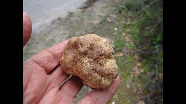 Scleroderma polyrhizum Greece by Theo Fotiadis 1 11 19 смотреть онлайн