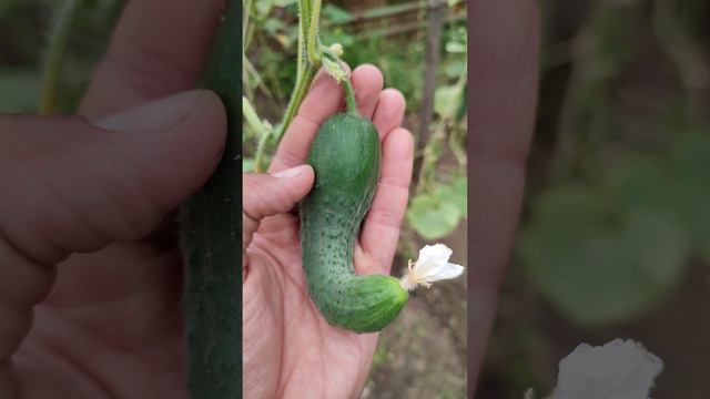 Как по форме огурца понять, чего ему не хватает