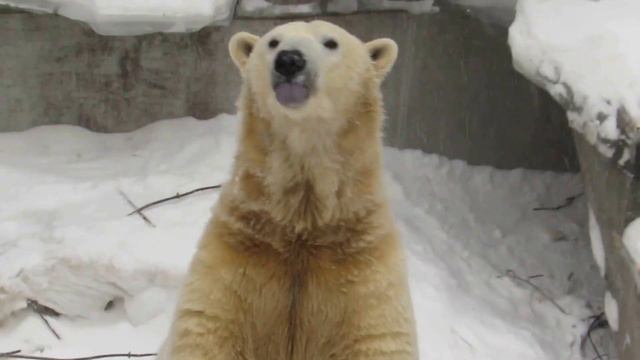 Мишки кушают рыбку 17.02.17 смотреть онлайн