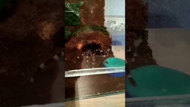 Как ест паук птицеед смотреть онлайн