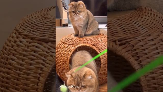 IPHONE 13 PRO MAX: снимаю видео БРИТАНСКИЕ ЗОЛОТЫЕ ШИНШИЛЛЫ MimisolCats смотреть онлайн