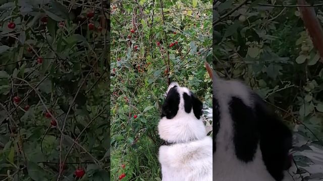 Люблю поесть люблю почавкать :)