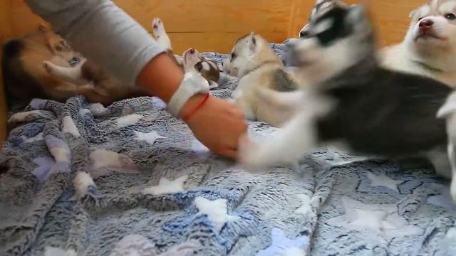 25 дней щенки хаски