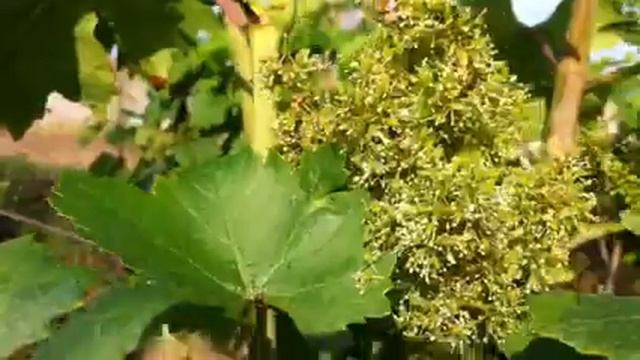 ВНИМАНИЕ ЖУК БРОНЗОВКА!!! смотреть онлайн