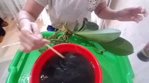 Пересадка орхидеи, обработка корней Фитоспорином 3.08.2020 г. Часть 1