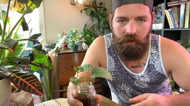 Cebu Blue (Epipremnum Pinnatum) | Houseplant Care