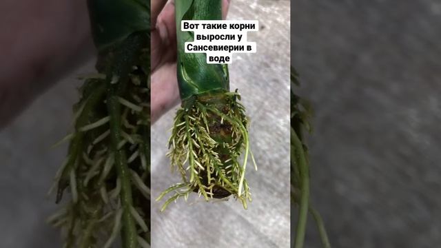 А как Вы укореняете Сансевиерию? В воде или сразу в грунте? #самара #сансевиерия #растения #plants смотреть онлайн