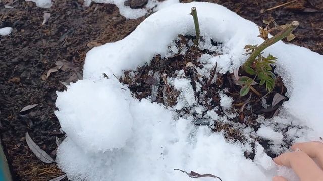 Vlog-111 ?Летняя привитая почка на розу зимой❄ НАДО ли окучивать розы под укрытием❓ смотреть онлайн