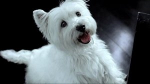 (2015) Cesar (корм для собак) - Ответная любовь