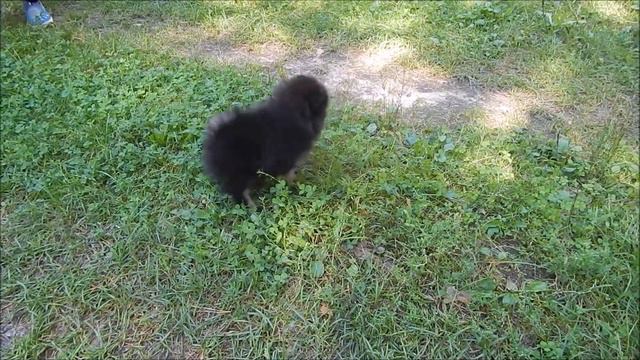 Даниэль смотреть онлайн