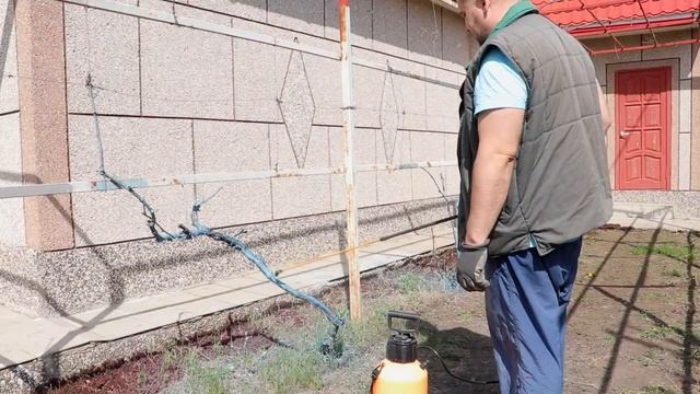 Обработка винограда весной ? Виноград весной! смотреть онлайн