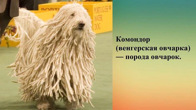 Самые необычные обитатели нашей планеты. смотреть онлайн