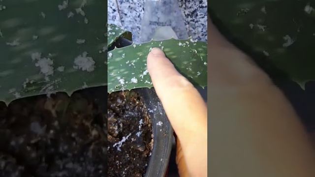 Алое вера. Подскажите, чем болеет?