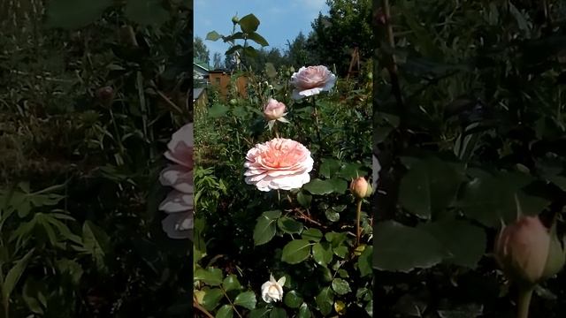 Роза Соня Рикель в моем саду смотреть онлайн