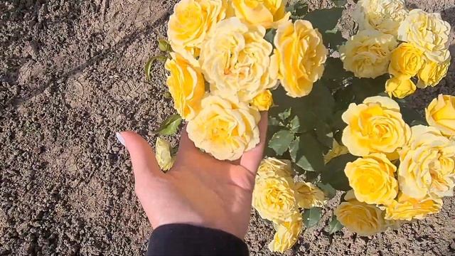 Краски осени