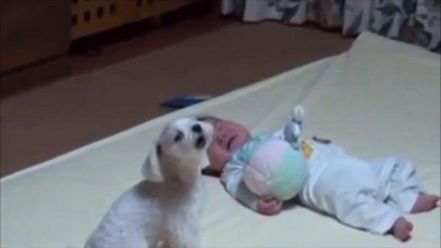 Ребёнок начал плакать, но то, что сделал эта умная собака, просто немыслимо смотреть онлайн