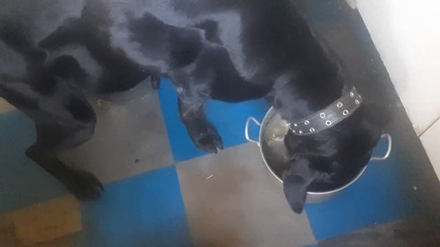 Рей Говядина Курица Рыбий Жир Сдам Дача Бесплатно с Лабрадор в Синявино в жарко SPB Музей Пса смотреть онлайн