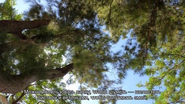 Петербурженка попала в реанимацию после укуса змеи смотреть онлайн