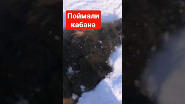Охота и рыбалка#fyp #рек #охота #рыбалка #кабан смотреть онлайн