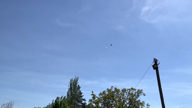 голуби А А смотреть онлайн