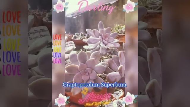 ?"Graptopetalum Superbum"? смотреть онлайн