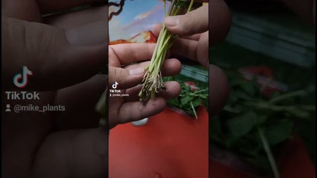 Фитнес для Дома