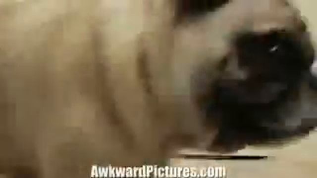 Pug_vs_laser.flv