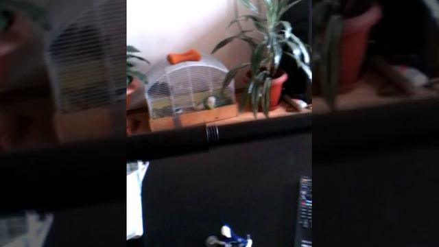 Дэгу общаются с насосом смотреть онлайн