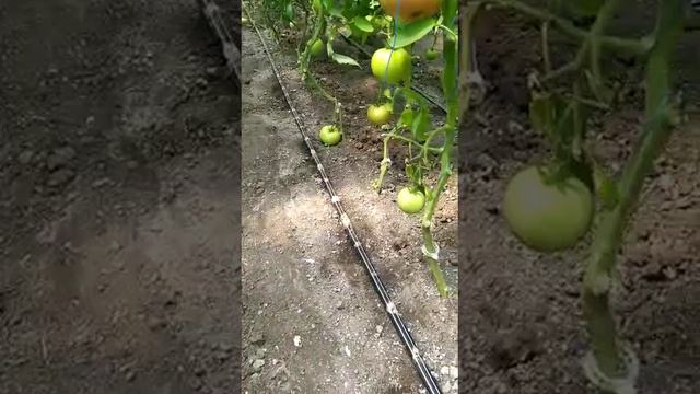 Подавляет серую гниль и стеблевая гниль на томатах.часть 2