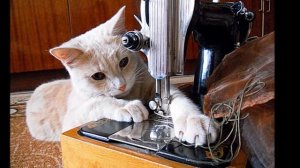 Песня"Мой кот пришёл назад"