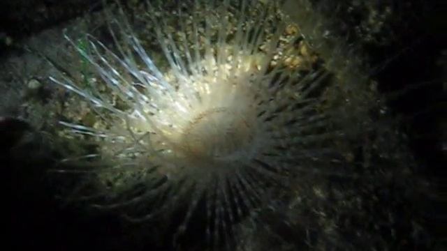 night diving in Sithonia, Greece Ночной дайвинг в Греции смотреть онлайн