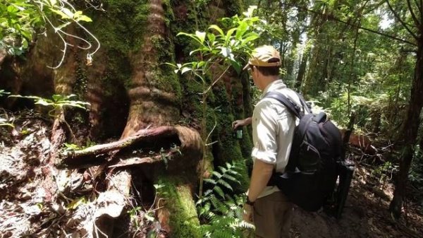 Nikon Z 24-120mm F4 S | BEST Z Travel Lens | PHOTO & VIDEO Samples!