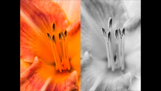 Day Lily Close up смотреть онлайн