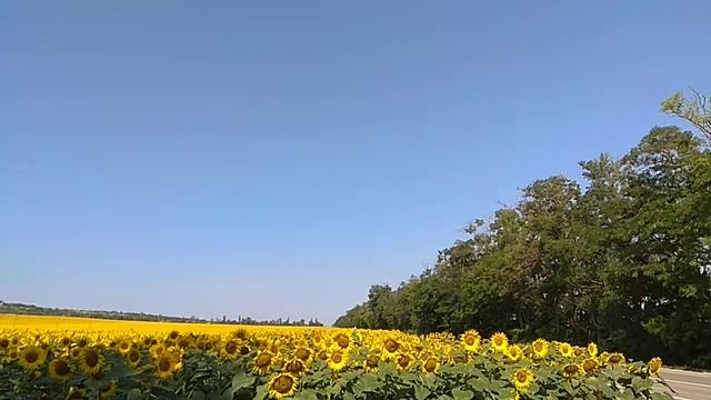 Подсолнечник в Краснодарском крае, Анапа смотреть онлайн