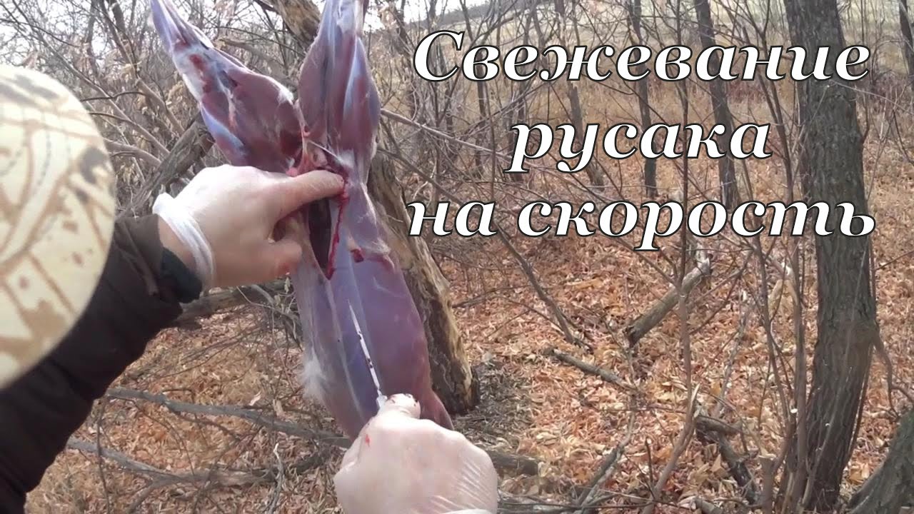 Свежевание зайца на скорость смотреть онлайн